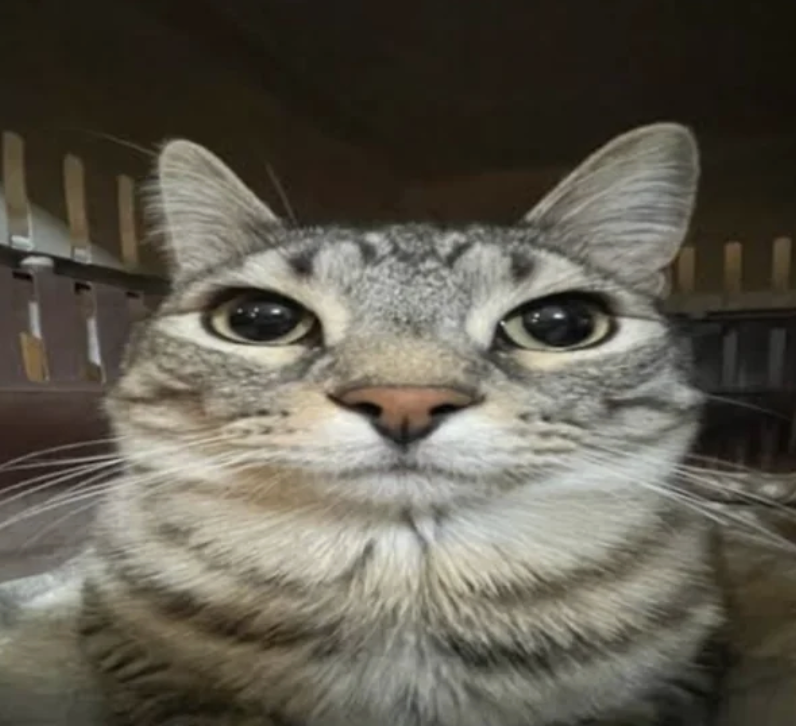 This close-up image features a tabby cat, instantly recognizable as the "Polite Cat meme," seemingly taking a selfie. The cat's face fills the frame, dominated by its large, round, dark eyes and a small, pink nose. Its expression is one of wide-eyed earnestness, almost a polite curiosity, with a perfectly neutral, closed mouth. The gray and black striped fur is clearly visible, along with prominent white whiskers. In the blurry, dark background, vertical slats suggest the cat is inside a pet carrier, creating a humorous contrast between its composed, almost formal "selfie" pose and its confined setting. The cat's direct gaze and slightly tilted head give it a very human-like, self-aware quality, perfect for a "feline good" or "purr-fect shot" pun.