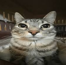 When you hear 'Zoom call' and panic about not owning pants.