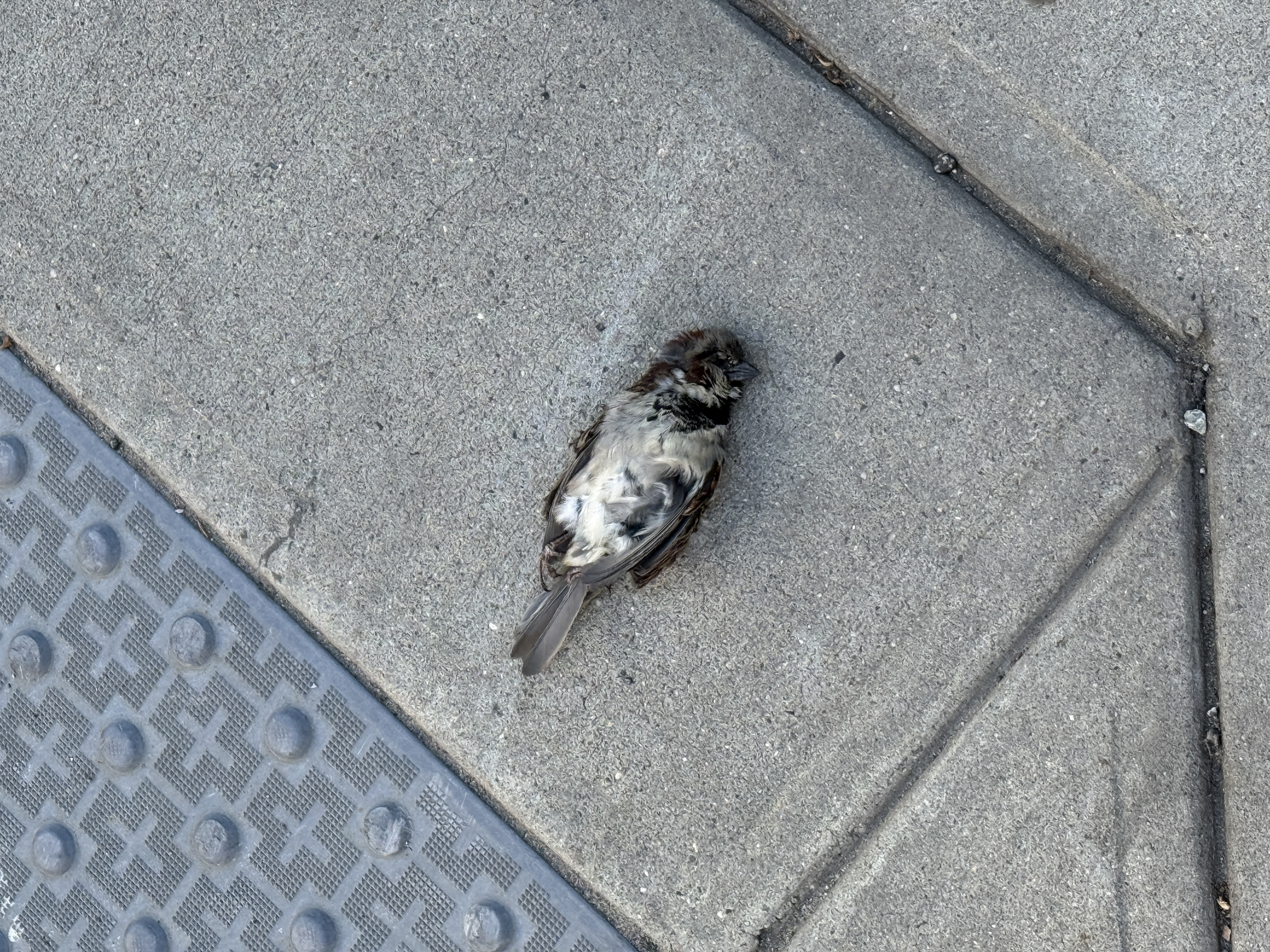Nobody:
Dad: This bird is permanently grounded.